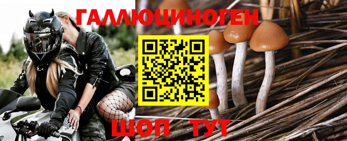 Псилоцибиновые грибы Cubensis Камышлов
